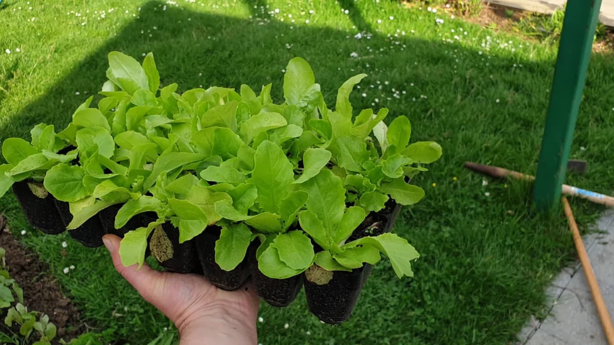 Semer la salade : calendrier, température de germination et technique