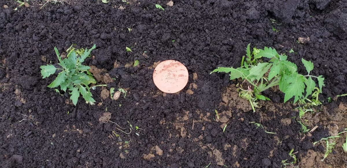 Oya en terre cuite enterrée au centre de plants de tomates, système d'irrigation par capillarité