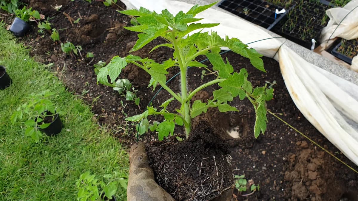 Associations de plantes avec les tomates : ce qui marche vraiment