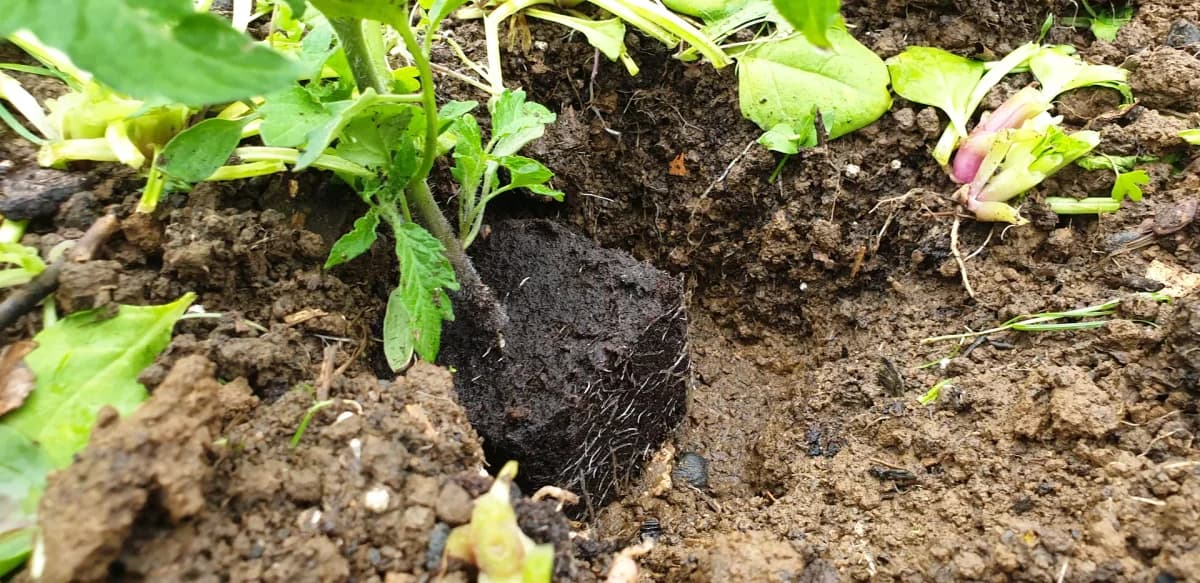 Plant de tomate enterré profondément dans son trou, avec les feuilles du bas supprimées avant plantation