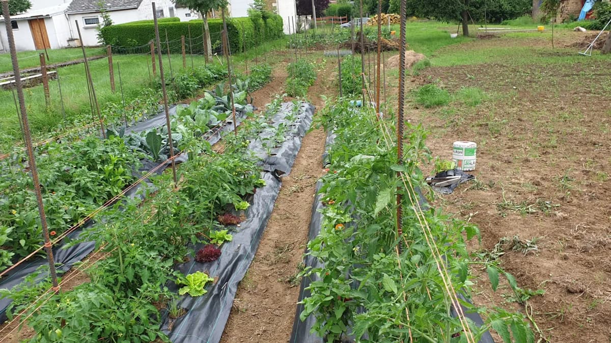 Espacement des tomates : distances entre pieds pour éviter le mildiou