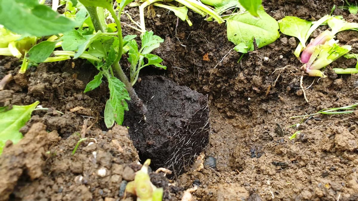 Mise en terre des tomates : technique pas à pas pour une bonne reprise