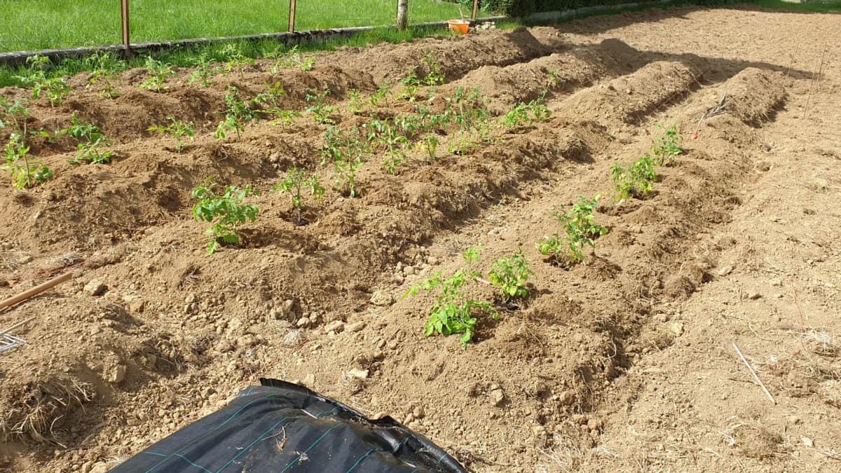 Plantation des tomates en pleine terre : sol, exposition, rotation