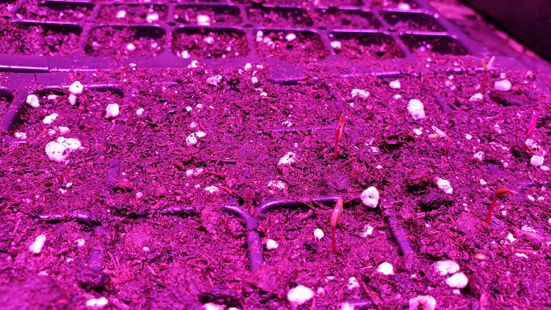 Éclairage et lampe horticole pour les semis de tomates