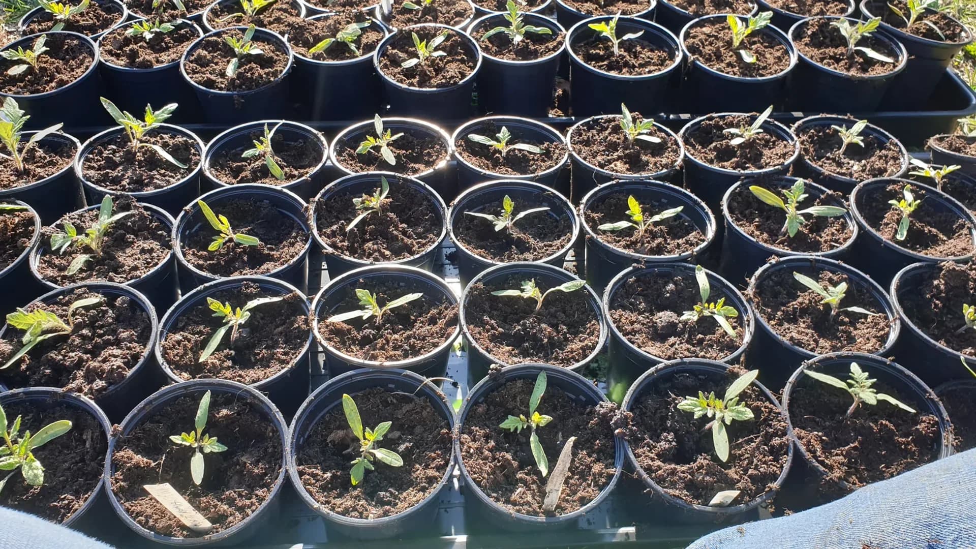 Semis de tomates en godets : taille, technique et erreurs à éviter