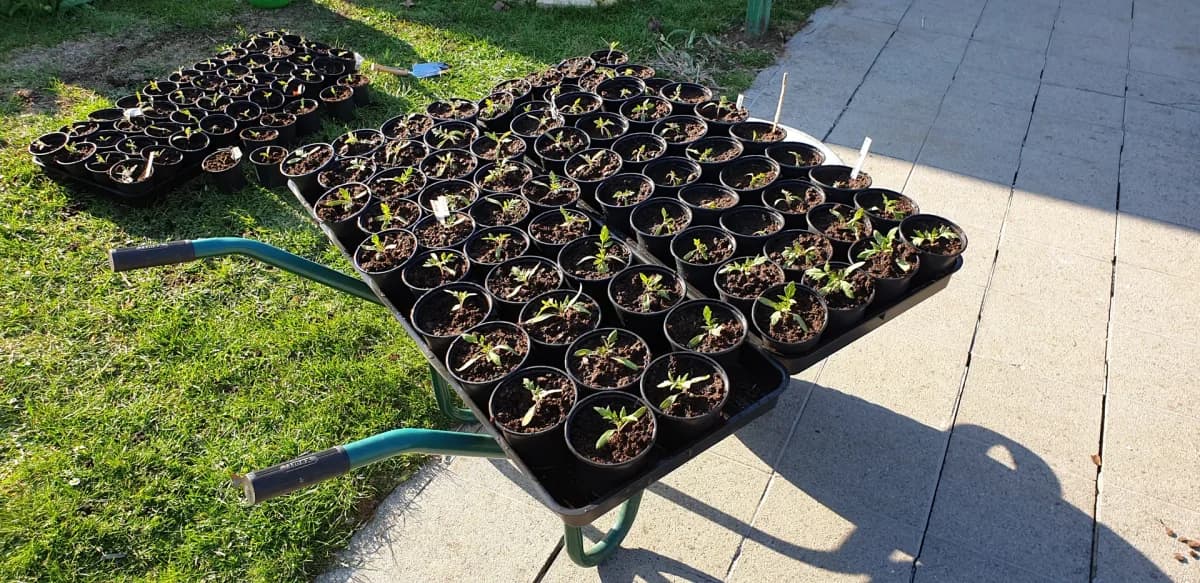 Série de godets de tomates fraîchement repiqués, plants redressés, substrat tassé autour des tiges