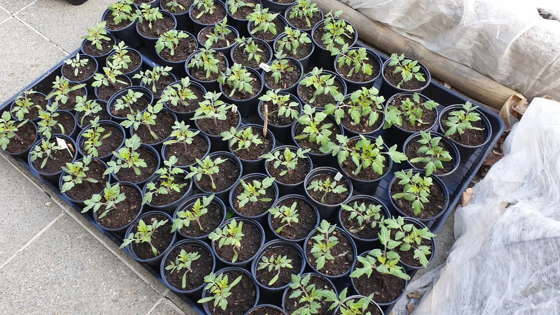 Repiquage des semis de tomates : quand et comment